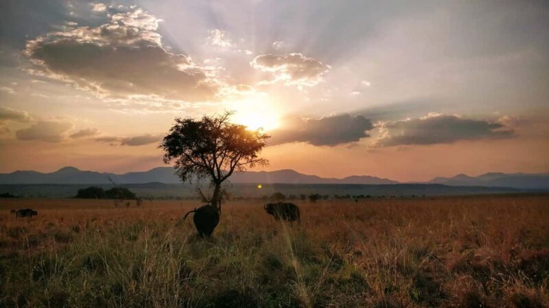 3 Queen Elizabeth National park and Boat cruise - Key Points