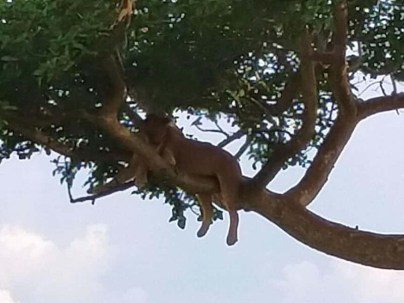 3 Queen Elizabeth National park and Boat cruise - Exploring Queen Elizabeth National Park: What You Can Expect