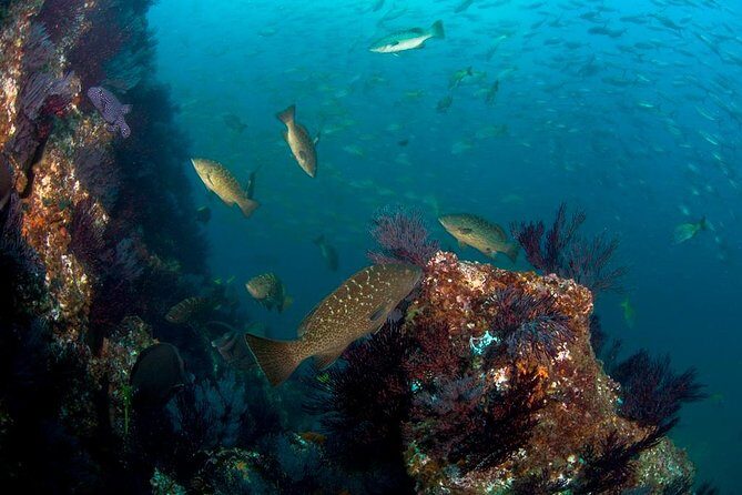 3 Tank Combo Cabo Reserve & Corridor, Certified Divers with MANTA - Key Points
