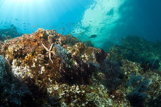 3 Tank Combo Cabo Reserve & Corridor, Certified Divers with MANTA - Authentic Experiences and Real Reviews