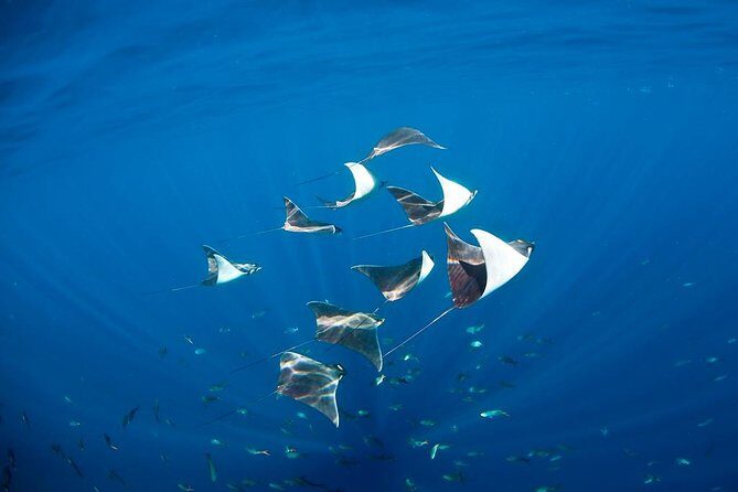 3 Tank Combo Cabo Reserve & Corridor, Certified Divers with MANTA - The Sum Up