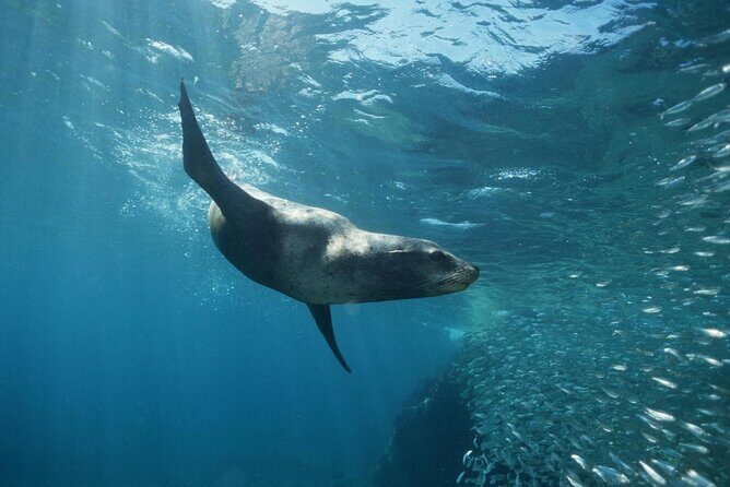 3 Tank Combo Cabo Reserve & Corridor, Certified Divers with MANTA - FAQ