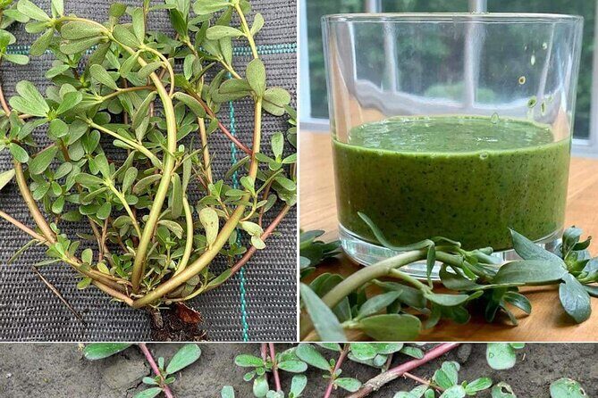 3 to 5 Hour Private Herbal Tour Shopping and Dinner at Ricks Cafe - Analyzing the Value