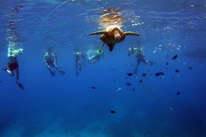 3 Ziplines & Dolphin Watching Snorkel Adventure - Food and Beverage Details