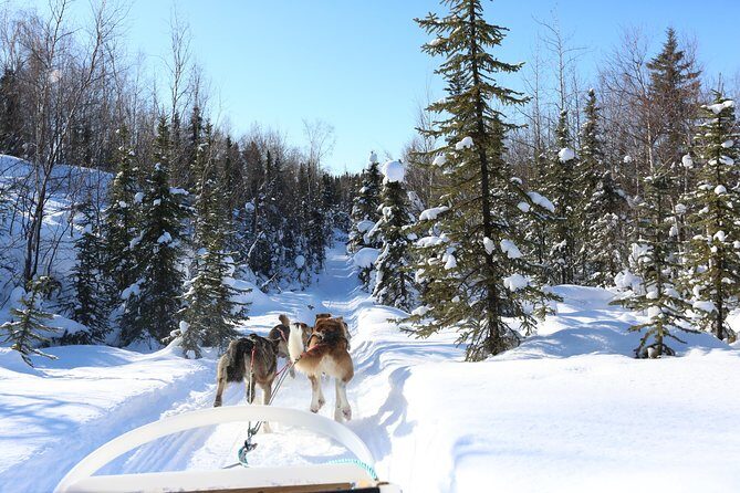 30-minute Dog Sledding Tour in Fairbanks (without transportation) - What Might Be a Drawback?