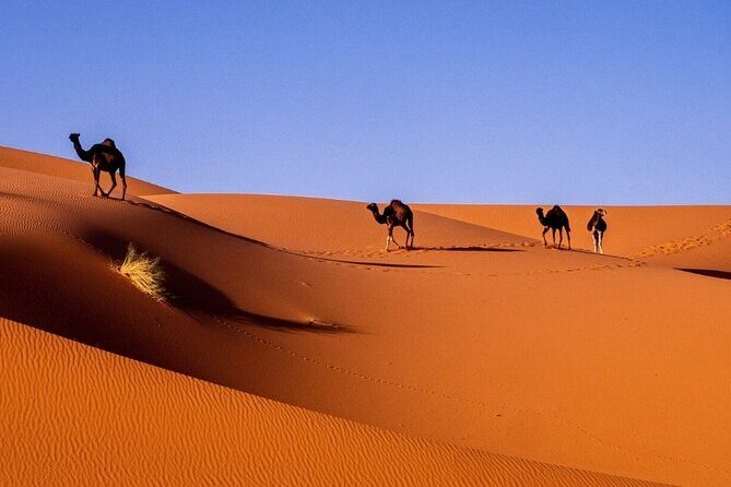 3D/2N Desert tour from Fez to Marrakesh (with small group) - Pricing and Value