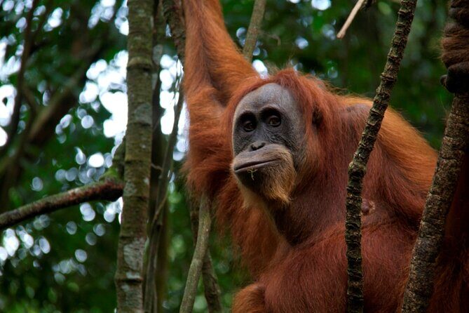 3D2N Jungle Trek | 2 Night accommodation | Pick up and drop off - Overview and First Impressions