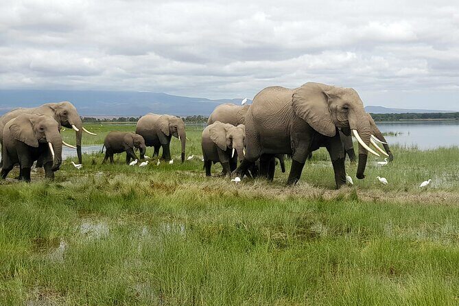 3day Amboseli Park Private safari - Exploring the 3-Day Amboseli Park Private Safari: An In-Depth Review