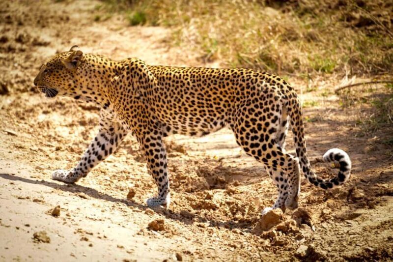 3days 2nights Exceptional Experience - Nyerere National Park - Key Points