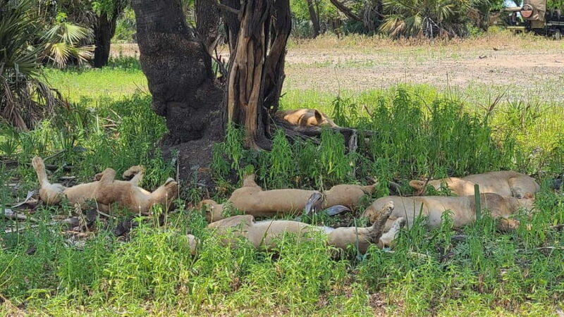 3days 2nights Exceptional Experience - Nyerere National Park - Authentic and Balanced Experience