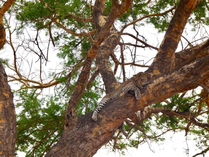3days 2nights Exceptional Experience - Nyerere National Park - The Sum Up