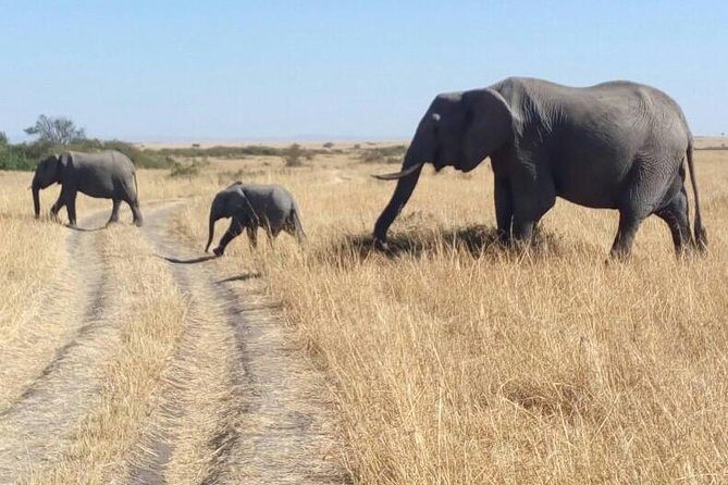 3days/2nights group joining Masai Mara with Masai Village Visit - Key Points