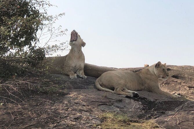 3days/2nights group joining Masai Mara with Masai Village Visit - Detailed Breakdown of the Itinerary