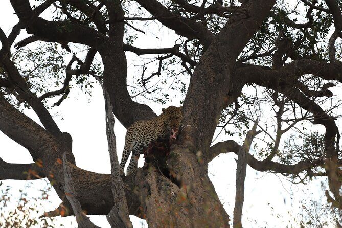 3days/2nights group joining Masai Mara with Masai Village Visit - Authenticity and Highlights from Reviews