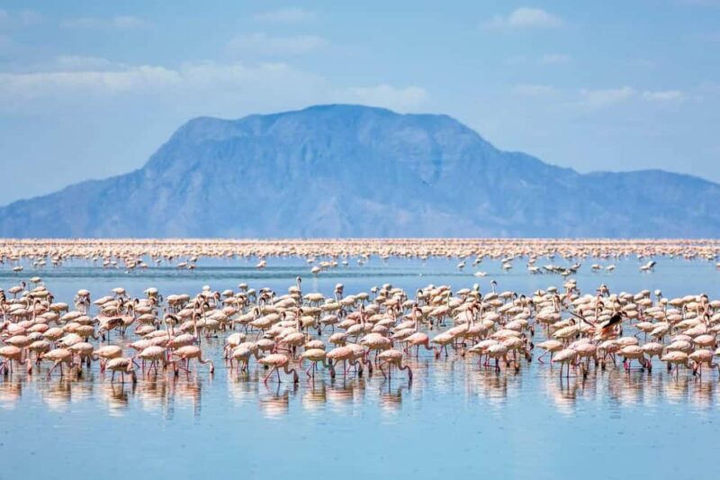 3Days Bird Watching Lake Bogoria, Lake Naivasha& Lake Nakuru - Key Points