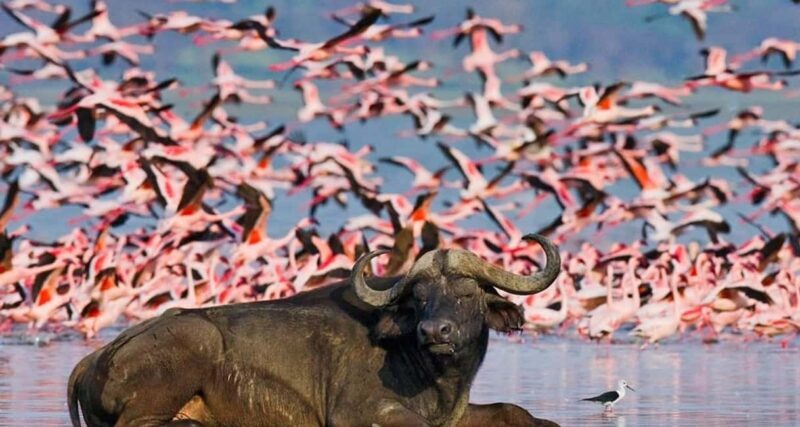 3Days Bird Watching Lake Bogoria, Lake Naivasha& Lake Nakuru - Practical Tips for Travelers