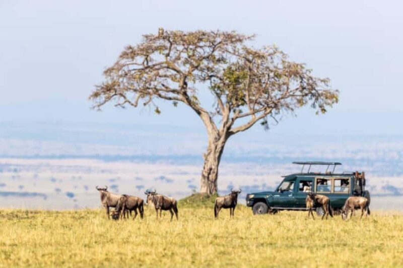 3Days Group Joining Safari to Maasai Mara from Nairobi - An Authentic Kenyan Safari: What’s Included and What’s Not