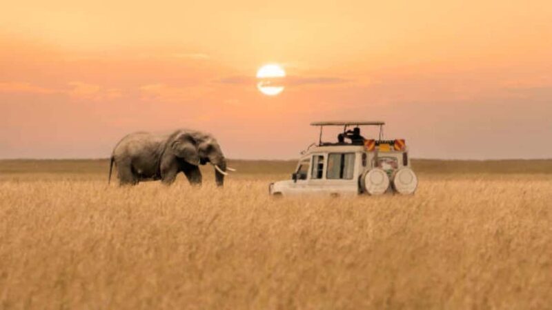 3Days Group Joining Safari to Maasai Mara from Nairobi - What Travelers Say About This Experience