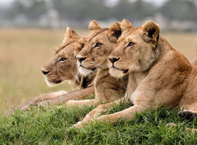 3Days Group Joining Safari to Maasai Mara from Nairobi - Final Thoughts: Who Is This Safari Best For?