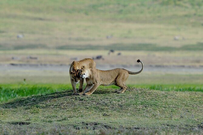 3days masai mara best of lodge safari - Why Choose a 3-Day Maasai Mara Safari?