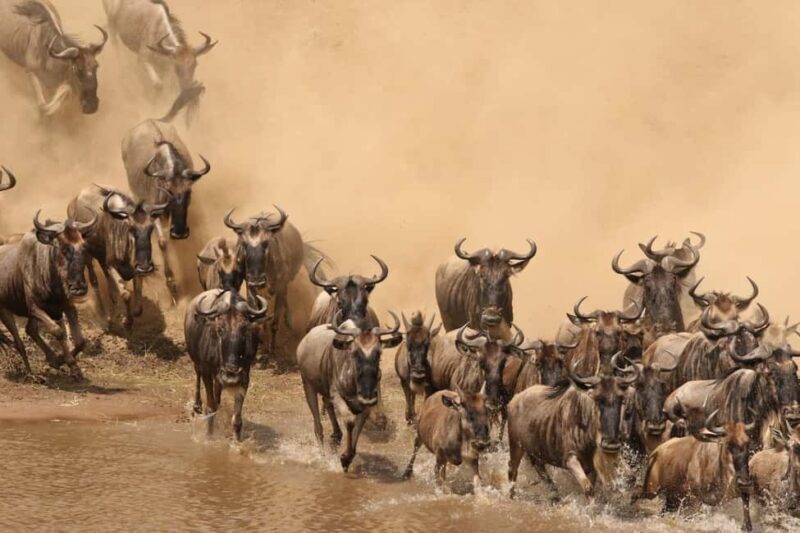 3days Masai Mara Lodge Safari with a 4x4 Land Cruiser Jeep - What’s Included and What You Should Budget for