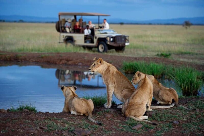 3Days Masai Mara & Naivasha Boat ride Group Joining Camping - The Value of Guided Game Drives and Camping