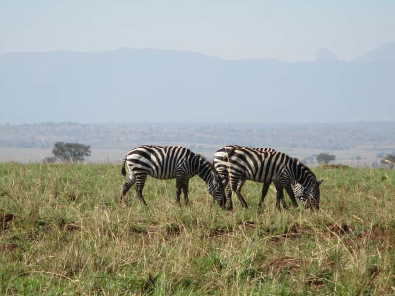 3Days Murchison falls and Boatcruise - A Practical Look at the 3-Day Murchison Falls and Boat Cruise Tour