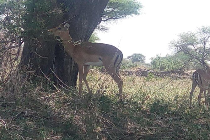3day's Safari - Who Should Consider This Tour?