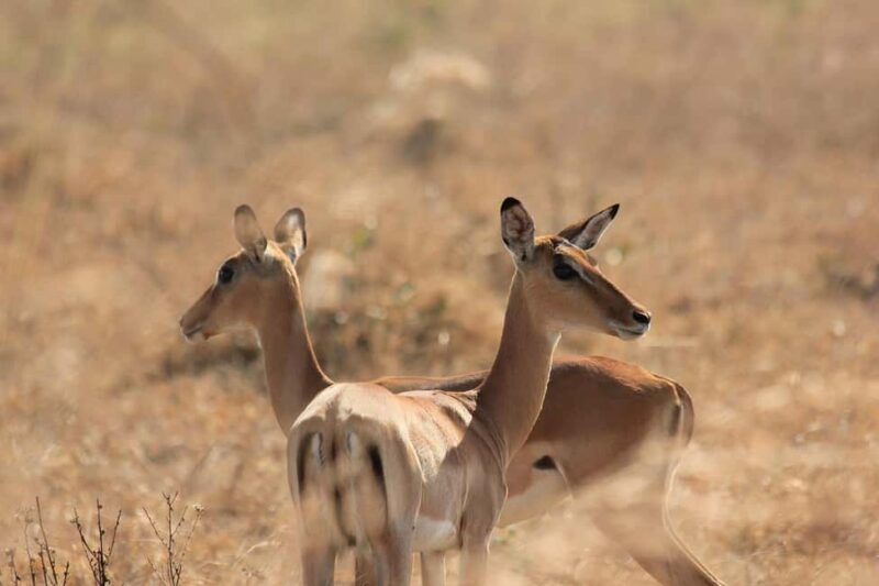 3Days Wildlife safari & Cultural Tour From Zanzibar - Day 3: Return Journey and Reflection