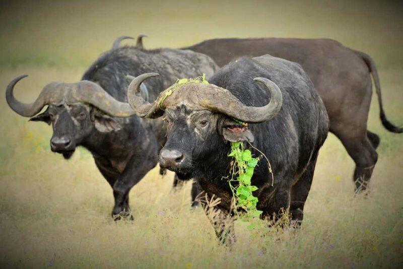 3Days Wildlife safari & Cultural Tour From Zanzibar - What’s Included and What’s Not