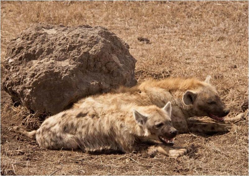 3Days Wildlife safari & Cultural Tour From Zanzibar - Practical Tips for Travelers