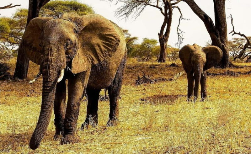 3Days Wildlife safari & Cultural Tour From Zanzibar - Final Thoughts: Is This Tour for You?