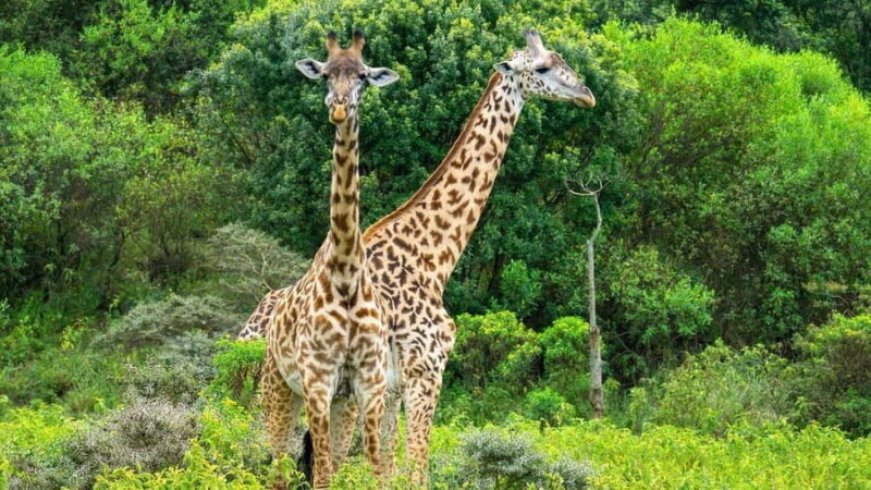 3Days Wildlife safari & Cultural Tour From Zanzibar - FAQs