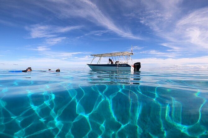 3h dolphin and snorkeling tour in a wild lagoon with Mobydick - Key Points