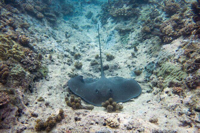 3h dolphin and snorkeling tour in a wild lagoon with Mobydick - Who Would Love This Tour?