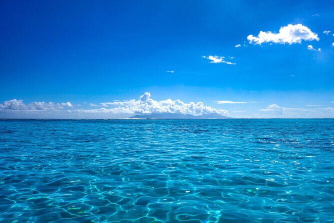 3h dolphin and snorkeling tour in a wild lagoon with Mobydick - The Sum Up