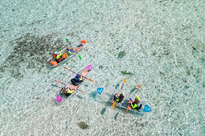 3HR Clear Kayak Mangrove and iguana island Tour in Leeward - Key Points