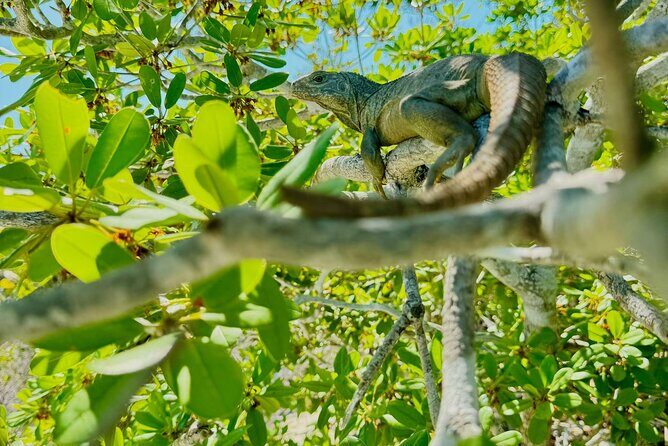 3HR Clear Kayak Mangrove and iguana island Tour in Leeward - The Downsides to Keep in Mind