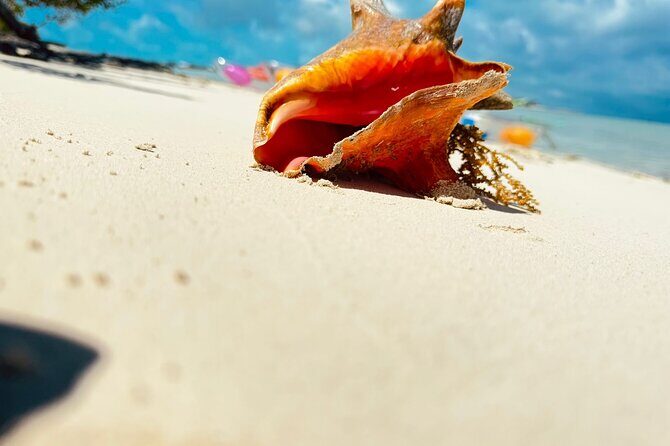 3HR Clear Kayak Mangrove and iguana island Tour in Leeward - Who Should Consider This Tour?