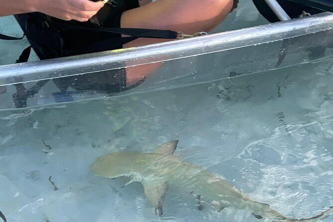 3hr Clear Kayak Tour of Mangroves, Marine Life and Iguanas - Final Thoughts