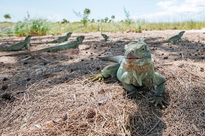 3HR Emerald reef snorkeling, iguana island and shipwreck tour - Authentic Feedback from Travelers