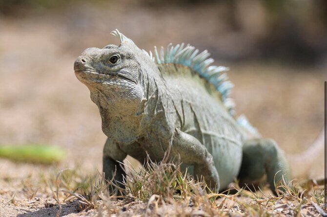 3HR Emerald reef snorkeling, iguana island and shipwreck tour - The Sum Up