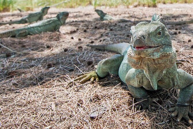3HR Emerald reef snorkeling, iguana island and shipwreck tour - Final Thoughts