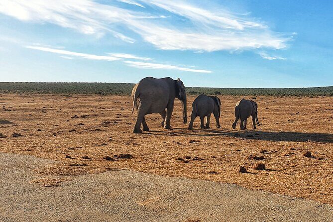 4 Day Addo to Karoo Safari - Exploring the Itinerary in Detail