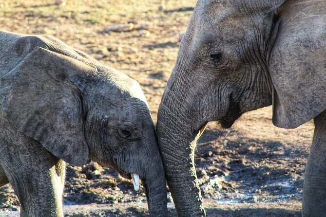 4 Day Addo to Karoo Safari - Who Should Book This Tour?