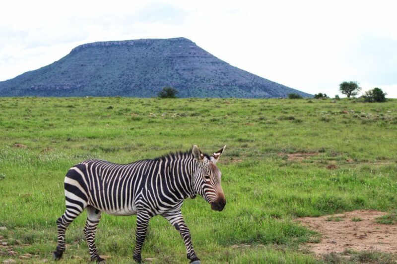 4-Day Addo to Karoo Safari - Starting Point: Gqeberha (Port Elizabeth)