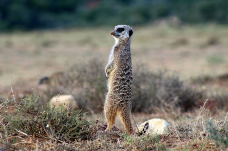 4-Day Addo to Karoo Safari - Day 3: Cheetah Tracking & the Quirky Village of Nieu Bethesda