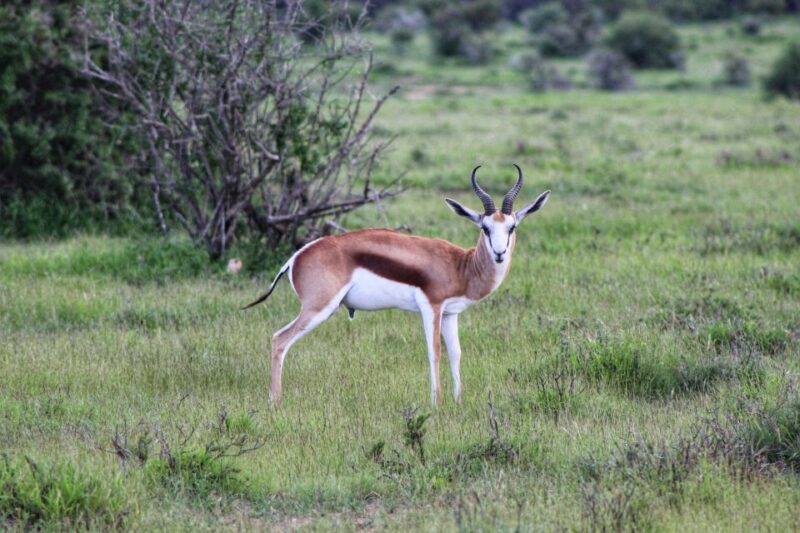 4-Day Addo to Karoo Safari - Day 4: Valley of Desolation & Returning Home