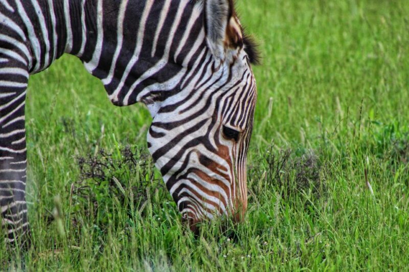 4-Day Addo to Karoo Safari - Practical Tips