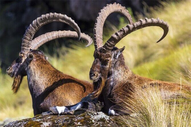 4 Day Adventure Tour in Simien Mountains - Exploring the Itinerary: What to Expect Each Day